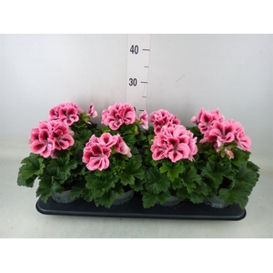 Pelargonium gran.   ..
