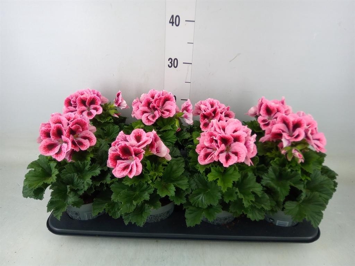 <h4>Pelargonium gran.   ..</h4>
