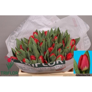 TU EN ANTARCTIC FIRE