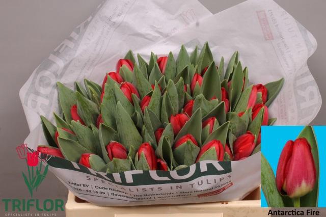 <h4>TU EN ANTARCTIC FIRE</h4>