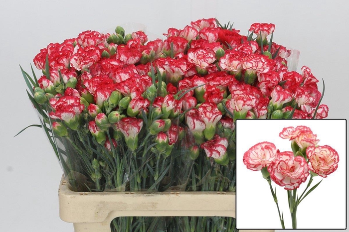 <h4>DI TR MINUETTO</h4>