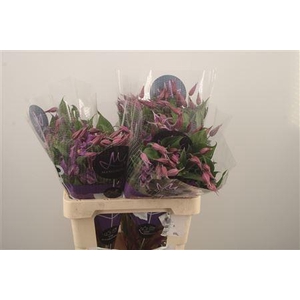 Clematis Amazing Rome Purple