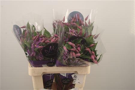 <h4>Clematis Amazing Rome Purple</h4>