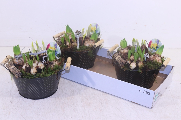 <h4>ARR BOL KNOLGEWAS</h4>