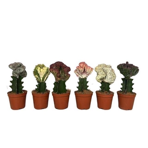Euphorbia lac. Cristata