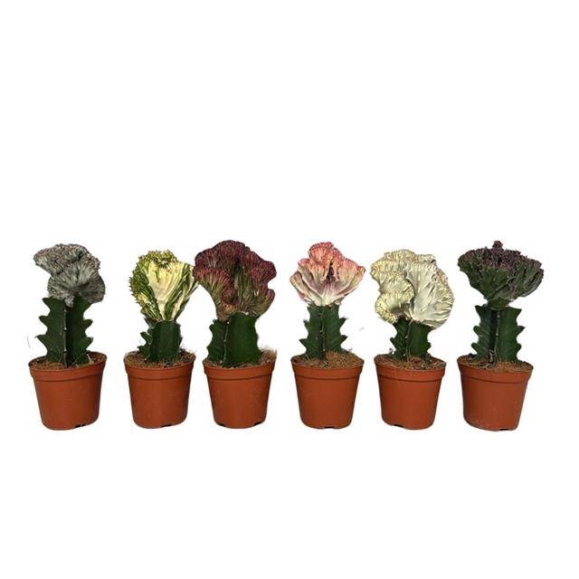 <h4>Euphorbia lac. Cristata</h4>