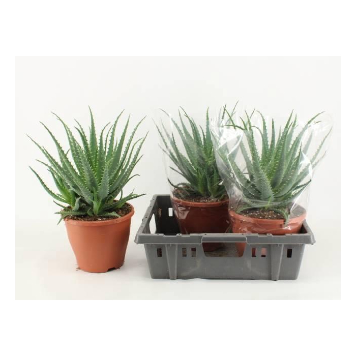 <h4>ALOE ARBORESCENS</h4>