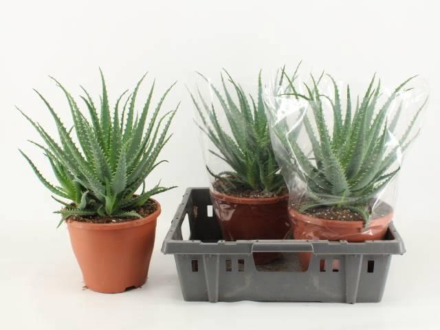 <h4>Aloe Arborescens</h4>