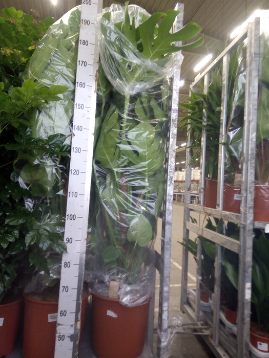 <h4>Monstera delic.</h4>