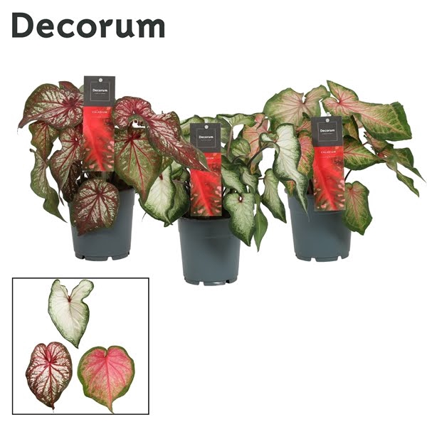 <h4>Caladium Gemengd (Decorum)</h4>