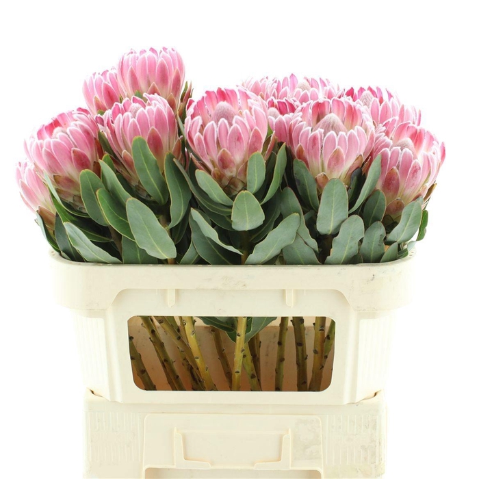 <h4>PROTEA CARDINAL</h4>
