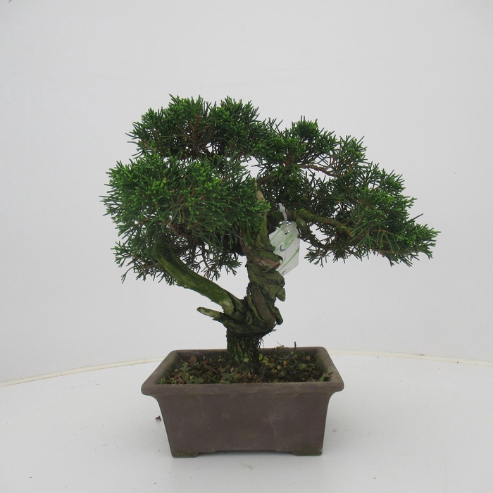 <h4>Juniperus chinensis, 16 cm., height 30 cm. (single item)</h4>