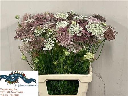 <h4>Daucus Carota Dara</h4>