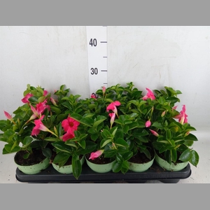 Mandevilla am. 'Sundav Pink'