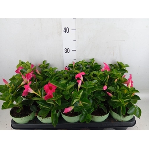 Mandevilla am. 'Sundav Pink'