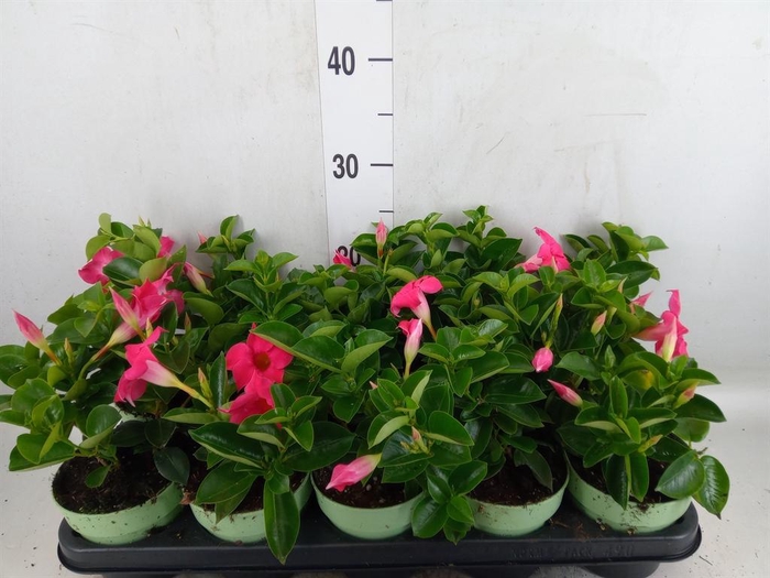 <h4>Mandevilla am. 'Sundav Pink'</h4>