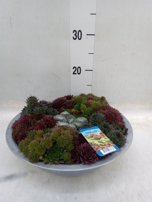 <h4>Sempervivum   ...</h4>