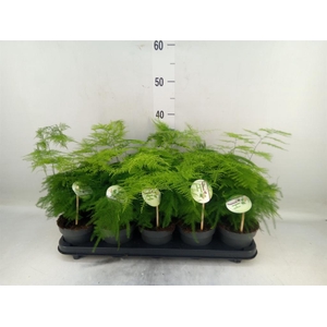 Asparagus setaceus