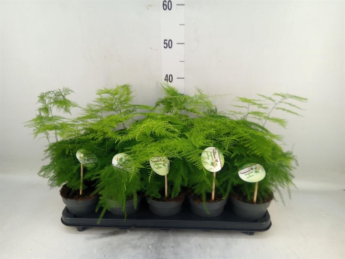 <h4>Asparagus setaceus</h4>