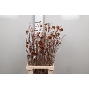 Glycyrrh Yunnanen Zd