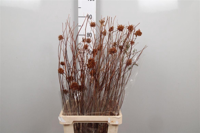 <h4>Glycyrrh Yunnanen Zd</h4>