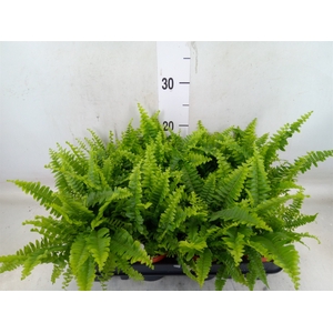 Nephrolepis exal. 'Green Lady'