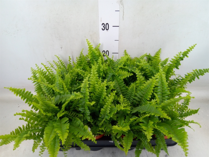 <h4>Nephrolepis exal. 'Green Lady'</h4>
