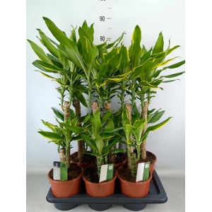 Dracaena frag.   ...mix 3