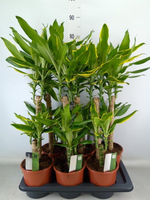 <h4>Dracaena frag.   ...mix 3</h4>