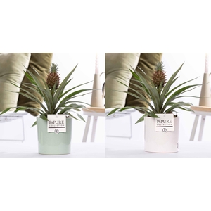 Ananas Rosita in P&PURE Essential ceramics ass. 2