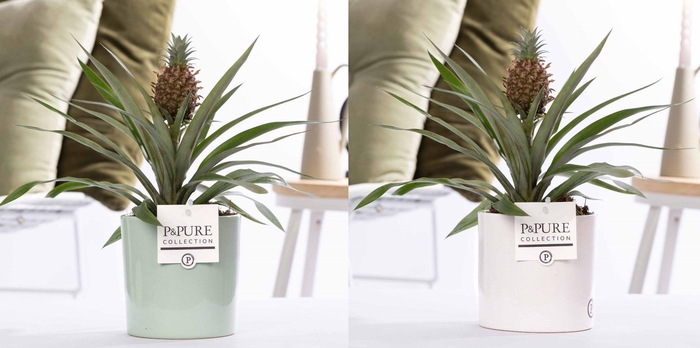 <h4>Ananas Rosita in P&PURE Essential ceramics ass. 2</h4>