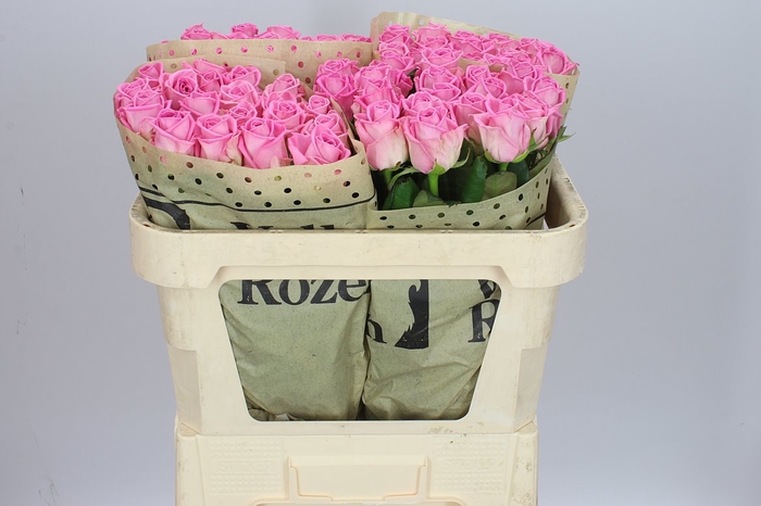 <h4>Rosa Gr Aqua</h4>