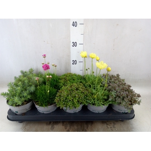 Rotsplanten   ...mix   [Rock plant]
