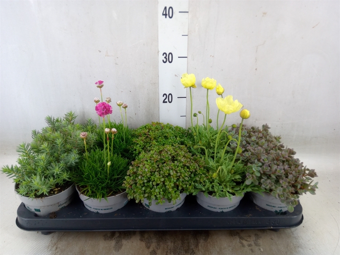<h4>Rotsplanten   ...mix   [Rock plant]</h4>