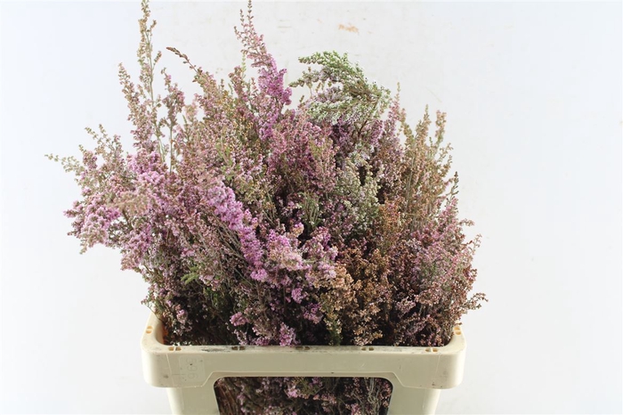 <h4>Kaaps Erica Pink</h4>