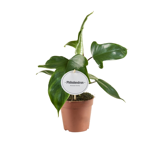 <h4>Philodendron Florida Green</h4>