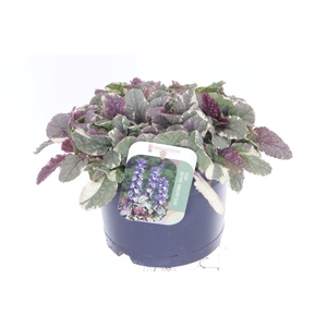 Ajuga reptans Burgundy Glow