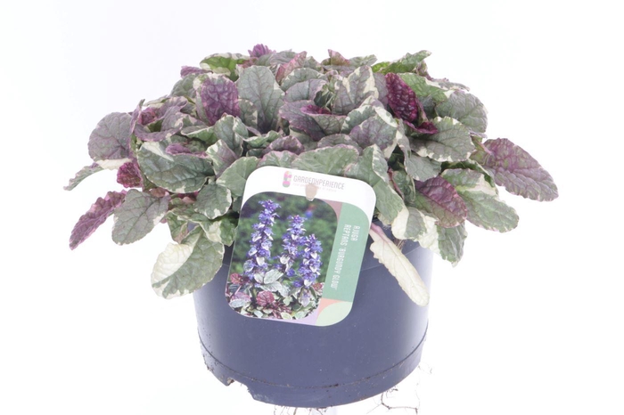 <h4>Ajuga reptans Burgundy Glow</h4>