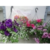 arr8 Hanging Baskets