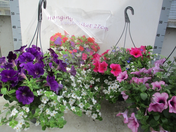 arr8 Hanging Baskets