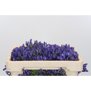 Agapanthus EYFORI Blue