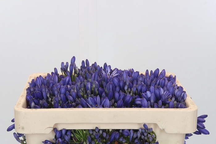 <h4>Agapanthus EYFORI Blue</h4>