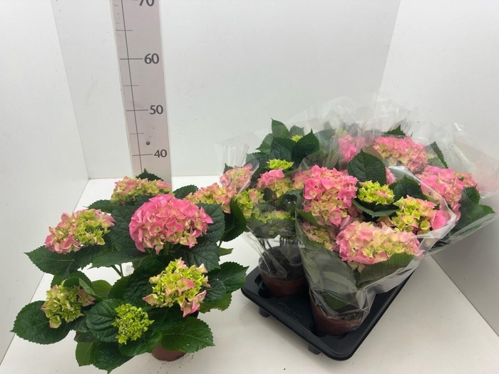 <h4>HYDR M EARLY ROSA</h4>