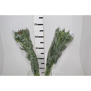 ALSTROEMERIA VARIADO 080 CM