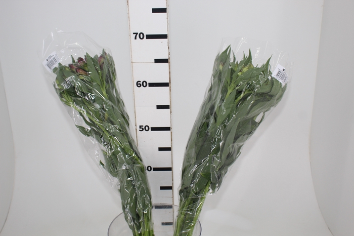 <h4>ALSTROEMERIA VARIADO 080 CM</h4>