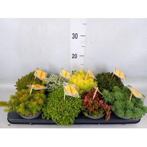 Sedum   ...mix