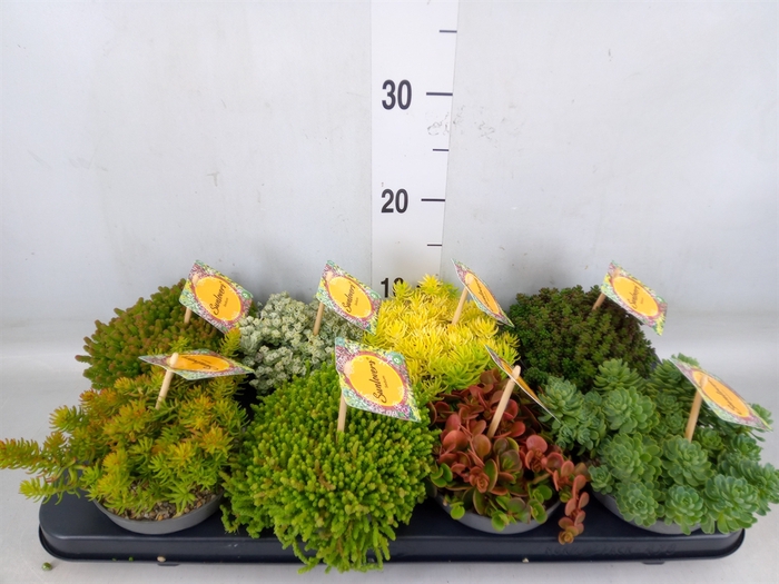 <h4>Sedum   ...mix</h4>