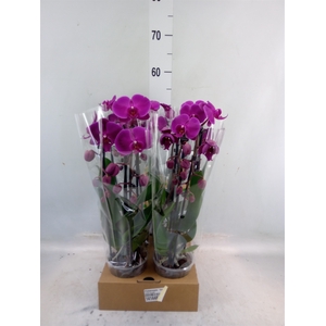 Phalaenopsis  'Elegant Cascade'