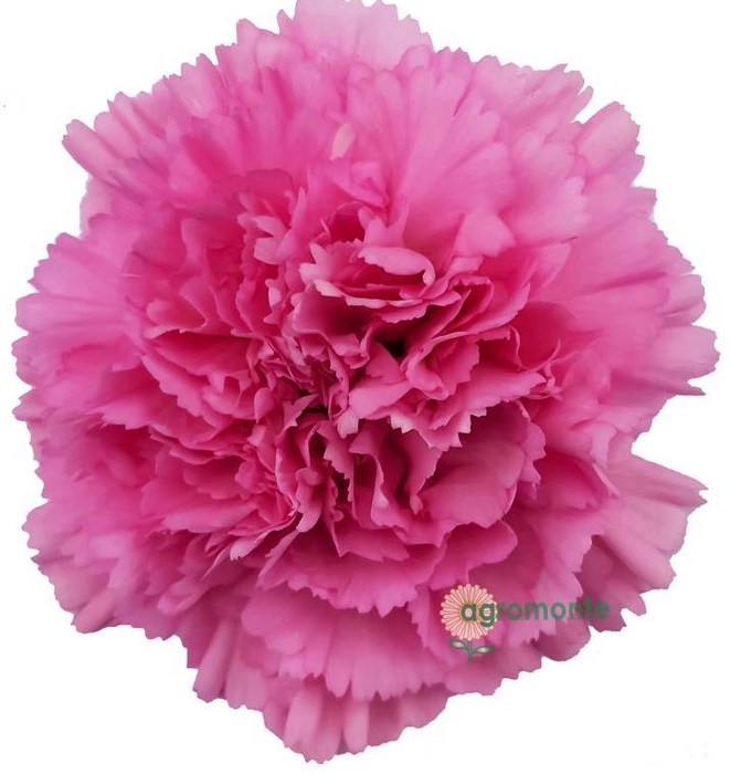 <h4>Di St Birmania</h4>