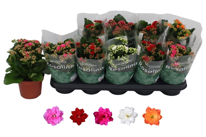 <h4>KAL GE RO GEM 5 KL</h4>